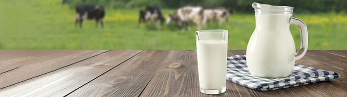 Mælkeprotein: verdens bedste proteinkilde?