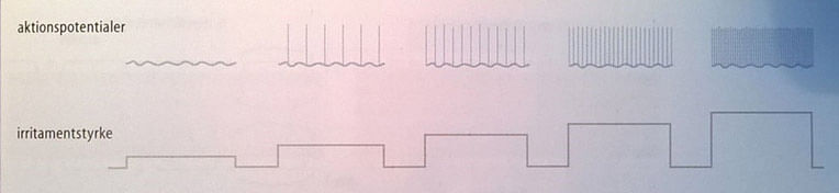 Neurale adaptioner figur fyringsfrekvens 