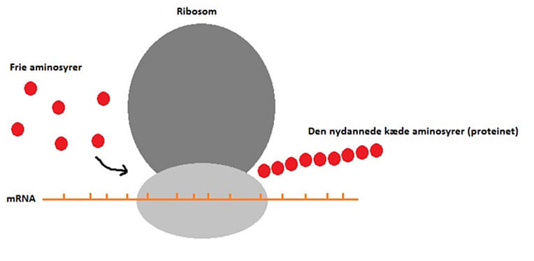 Kostens protein figur 4