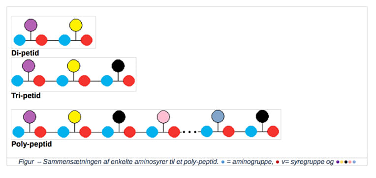 Aminosyre figur