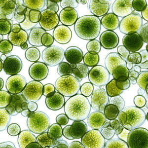 Chlorella
