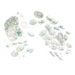 DigeZyme