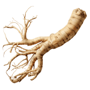 Panax ginseng