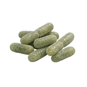 Lacticaseibacillus Rhamnosus